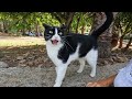 Tuxie The Cat Was Very Happy To See Me And Started Meowing Loudly