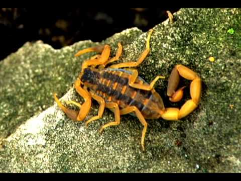Exploring Nature in Illinois: A Field Guide to the Prairie State, by Michael Jeffords and Susan Post