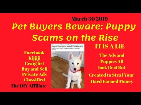Pet buyers beware: Puppy scams on the rise