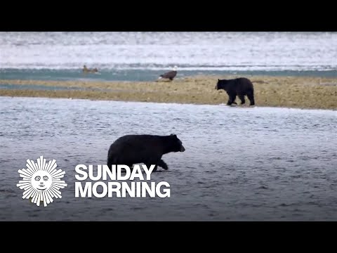 Nature: Tongass National Forest