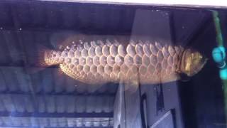 Arowana shb