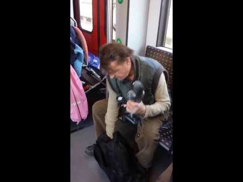 Der Taubenflüsterer im zug richtung Basel