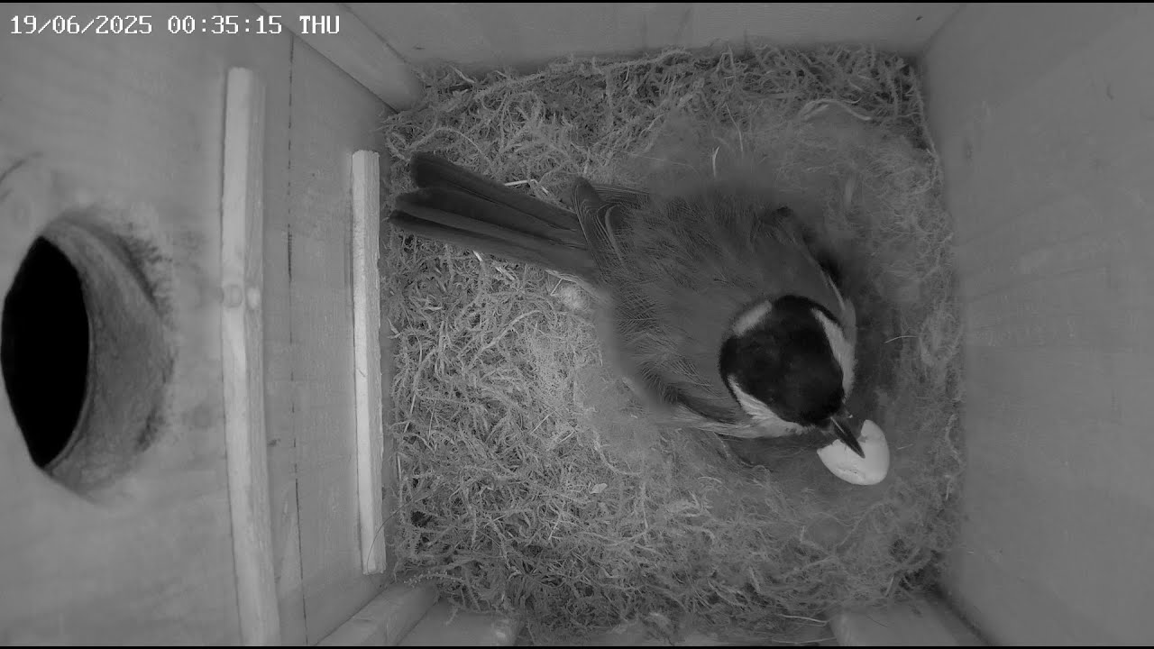 2025-06-19 Vienna - Nighttime Hatching: Great Tit Mother Eats Eggshells After Chicks Hatch