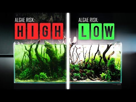 How to ACTUALLY FIX ALGAE in an Aquarium?