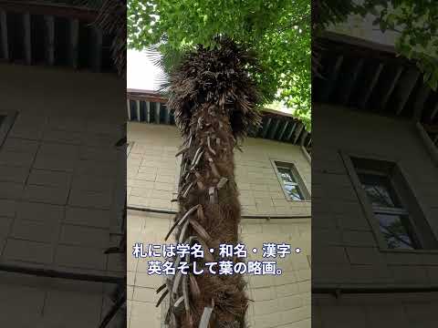 教育学部キャンパスの樹木紹介 #shorts