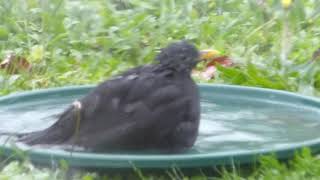 Bird bath boogie