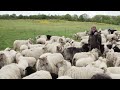 Natuur en Zo TV: schaapsherder Brigitte op de Bemelerberg