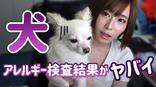 犬のアレルギー検査したら凄い結果だった…。