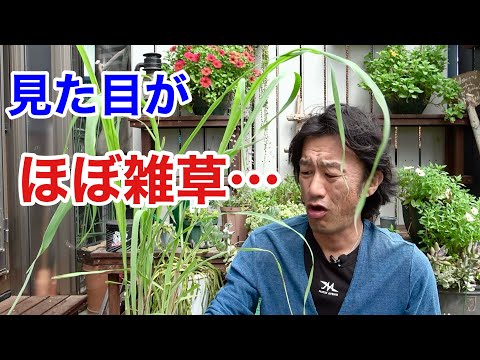 最高のかぼちゃの品種が一目で分かる 植物