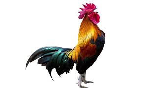 Download lagu Suara ayam jantan mp3
