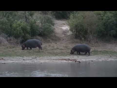 Djuma: Three Hippos go out and back into the dam - 17:53 - 09/13/2023