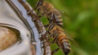 Thirsty Bees