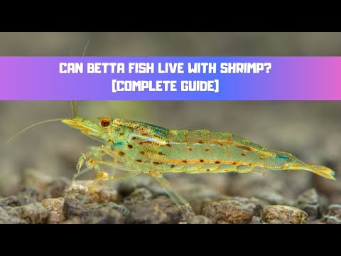 Can Betta Fish Live With Shrimp - Complete Guide (Cherry, Amano, Ghost Shrimp)