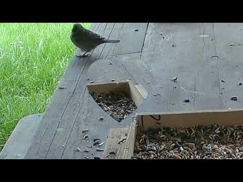 Kohlmeisen, Sperlinge (Spatz) usw. (1)