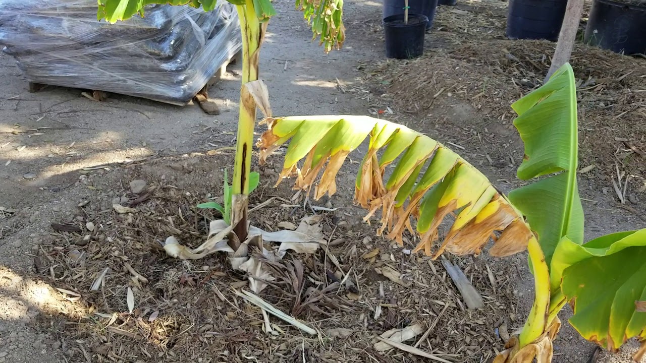 Yellow and Brown Banana Plant Leaves Understanding the Causes and Solutions Fruit Faves