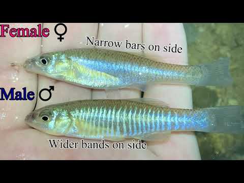 Micro Fishing a Freshwater Marsh (Potomac, VA)