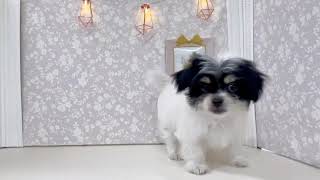 ハーフ犬の動画01