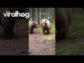 Close Encounter With Alaskan Brown Bears ViralHog