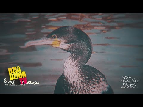 donGURALesko - Wyspa Kormoranów (prod. White House feat. mały72, skr. Dj Kostek) [MASH UP by Lolek]