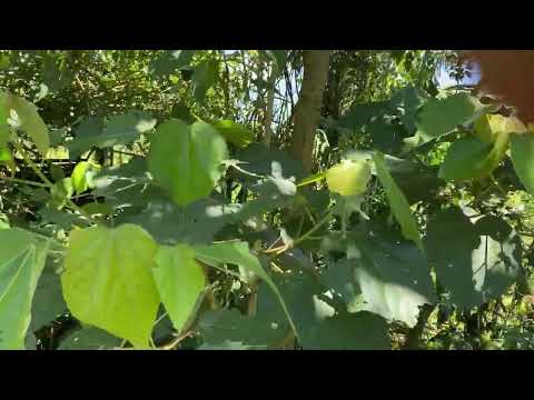 Quinta de Ensueño en Tuis de Jiménez, Cartago.