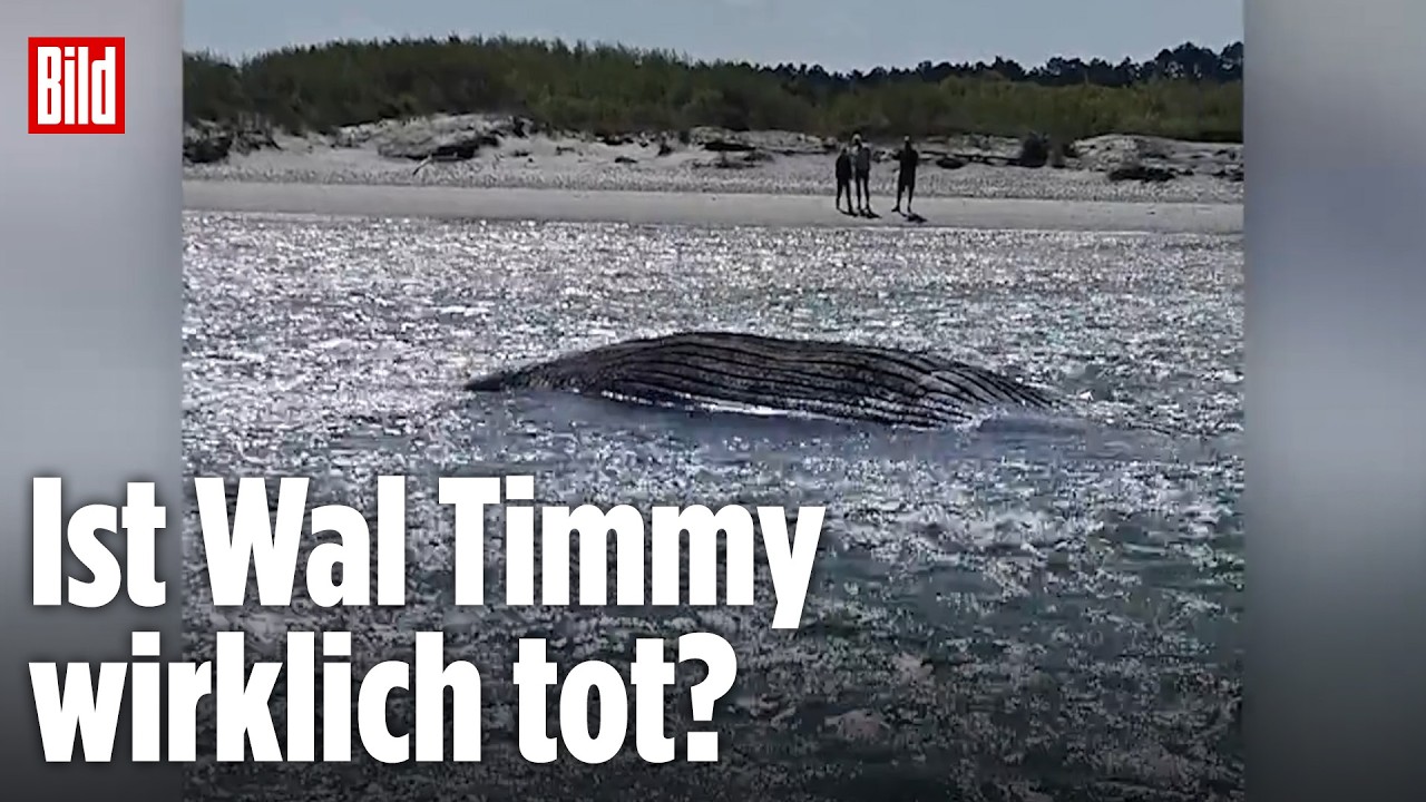 Toter Wal vor Dänemark: Könnte es Buckelwal Timmy sein?