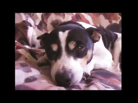 Rat Terrier/Jack Russell Terrier mix with Rover Rescue