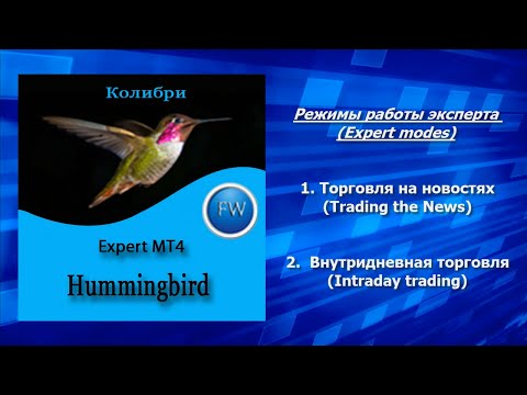Video Hummingbird