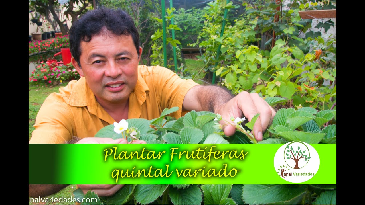 Pomar e flores em casa, terra ou vaso  quintal produtivo de alimentos do Silvio Plantar em Casa