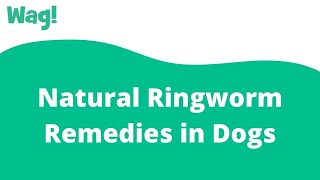 Natural Ringworm Remedies in Dogs | Wag!