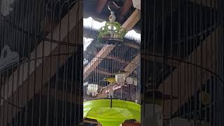 Download lagu kicau kepodang kintamani di siang hari mp3