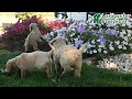 Mini Goldendoodle dogs for sale: Sassy - Video 1