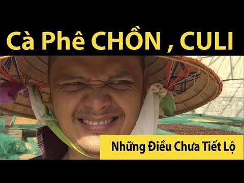 Những lầm tưởng về Cà Phê CHỒN、CULI、HẠT TO mà ít nhất ai cũng từng nghĩ ...