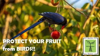 How to keep birds and possums out of fruit trees. What works and what doesn’t?