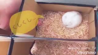 ハムスター育成生活7日目！ ねむるの大迷路！