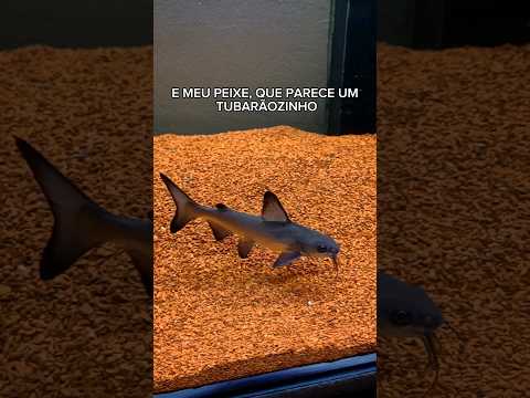 Meu tubar&atilde;o de &aacute;gua doce ! #aqu&aacute;rio #peixes #jumbo #viral #like #carnivorosjunbos