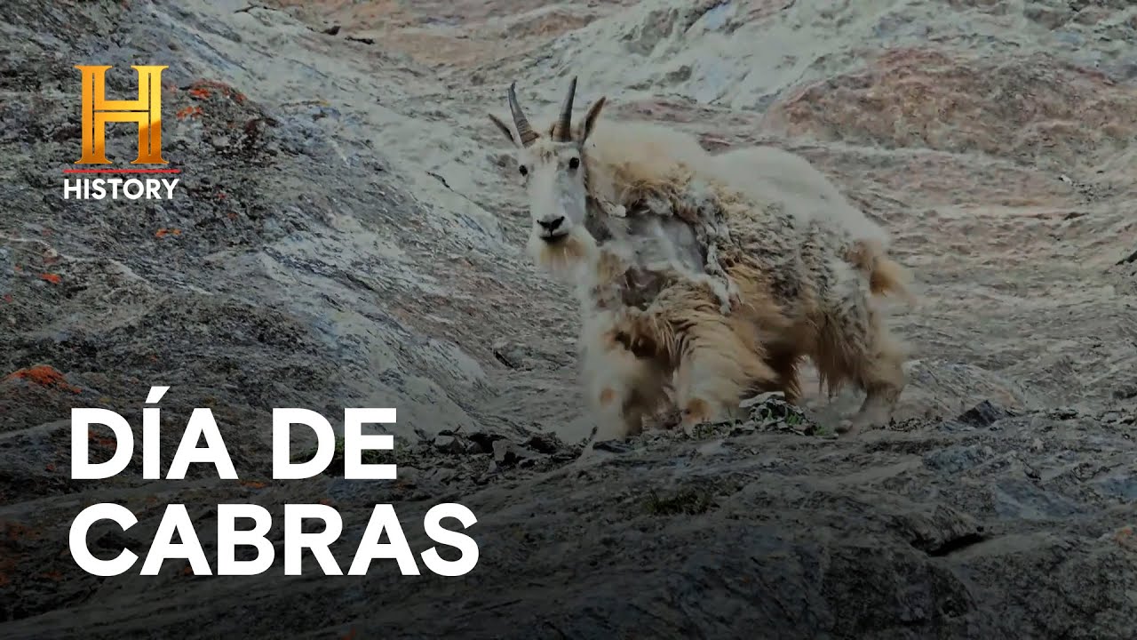 CAZAR CABRAS DE MONTAÑA - HOMBRES DE MONTAÑA