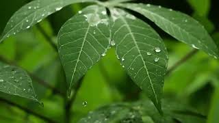 Download lagu Musik Tradisional Sunda Degung | Bubuy Bulan Instrumental mp3