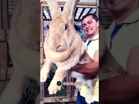 , title : 'Introducing the Flemish Giant Rabbit - A Majestic Creature with Irresistible Charm #shorts #facts'