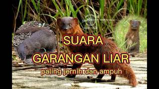 Download lagu SUARA GARANGAN LIAR PALING AMPUH DAN JERNIH mp3