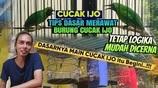Download lagu BEGINI CARA DASARKU MERAWAT CUCAK IJO JENIS APAPUN JADI CEPAT GACOR, PAKAI CARA INI..? mp3 Download lagu BEGINI CARA DASARKU MERAWAT CUCAK IJO JENIS APAPUN JADI CEPAT GACOR, PAKAI CARA INI..? mp3