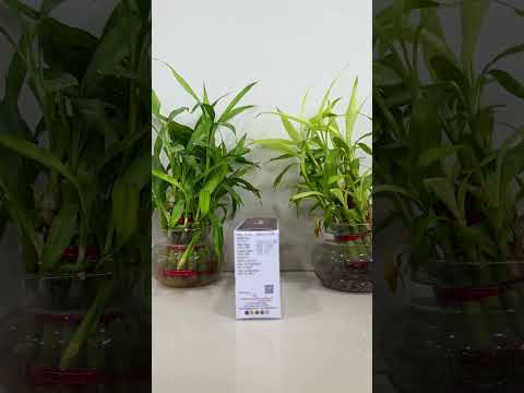 Brand pantoprazole (ec) & domperidone (sr) capsules (pantam ...