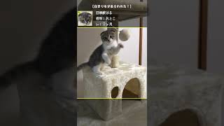 白まりもごとき、吾輩の敵ではない
