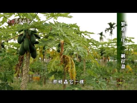 高雄農業故事館 - 木瓜 國語