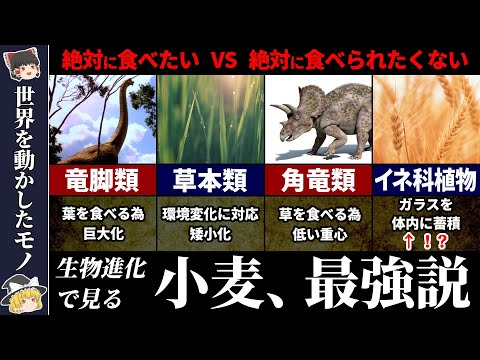 タテオミスについて詳しく解説