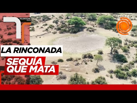 Sequía extrema en La Rinconada: los vecinos viven sin agua y los animales mueren deshidratados