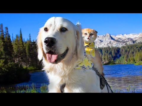 Service dog's playful side emerges  thanks to his kitten sister