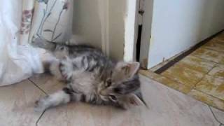 Echo chaton maine coon