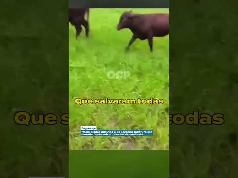 "Mais alguns minutos e eu perderia tudo", relata morador após salvar rebanho da enchente