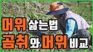 봄나물 머위와 곰취의 차이점 / 머위 삶는법