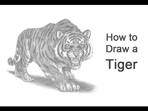 How to Draw a Tiger Roaring - YouTube